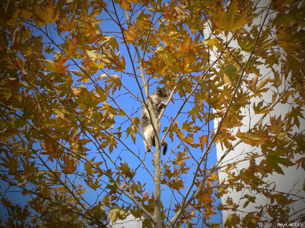 Tutunacak Dal�m Var