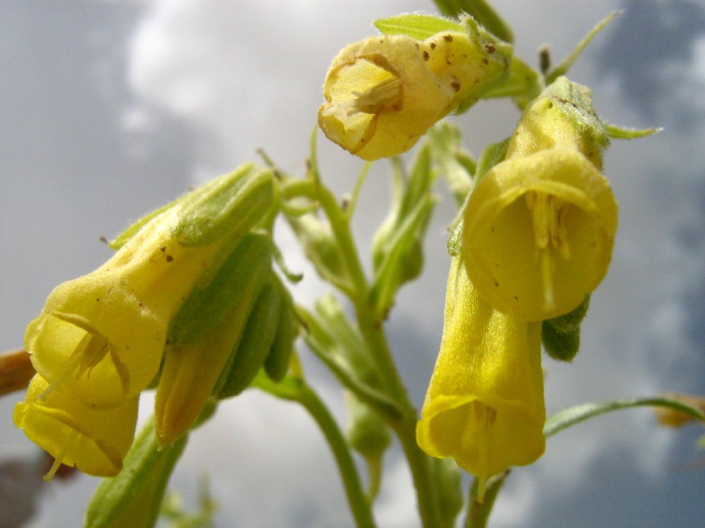 anlar kimin iin alyor:)