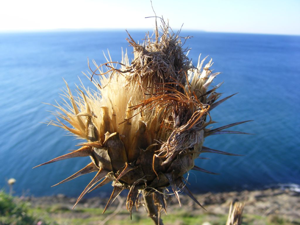 yeil ve maviye inat..