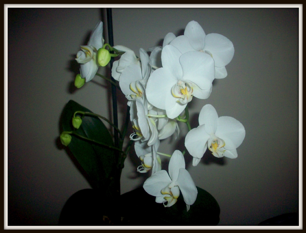 Orkidem EK at nihayet
