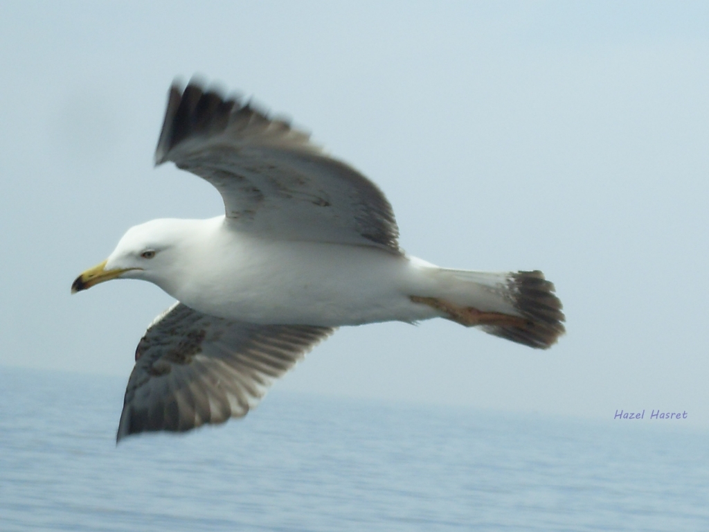 stmden gld geti 'Martlar'