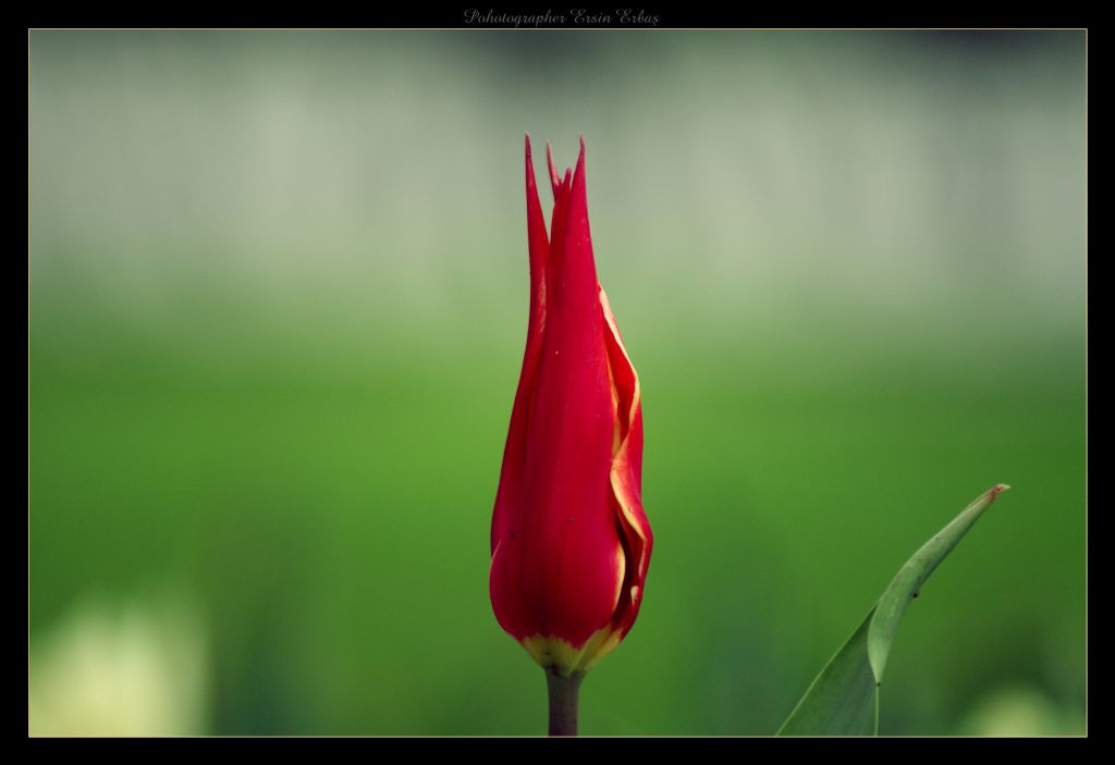 Lale Devri Balyor...!