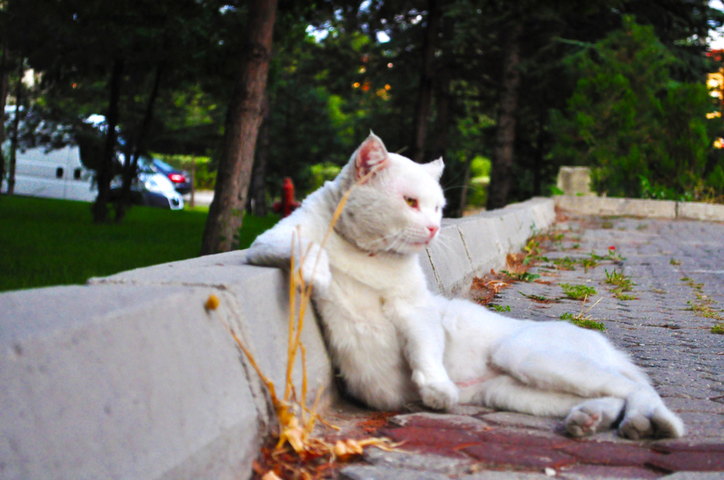 kedigillerden slo :)