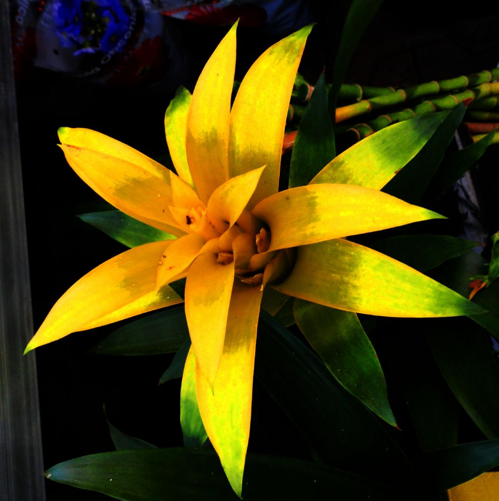 Ben ieklerin en gzeliyim