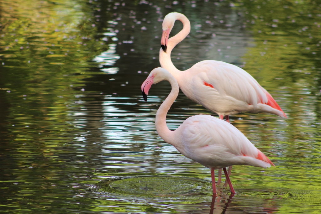 Flamingos