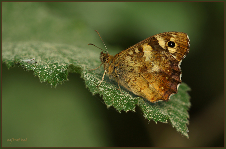 Karanlk Orman Esmeri