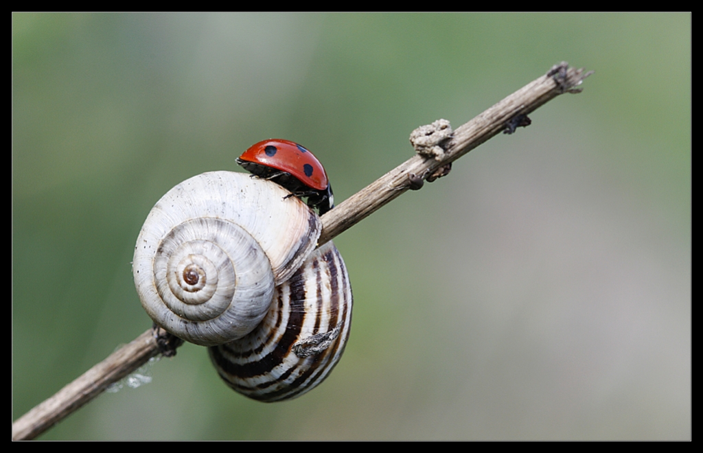 Benimle  Oynar msn...?(6)