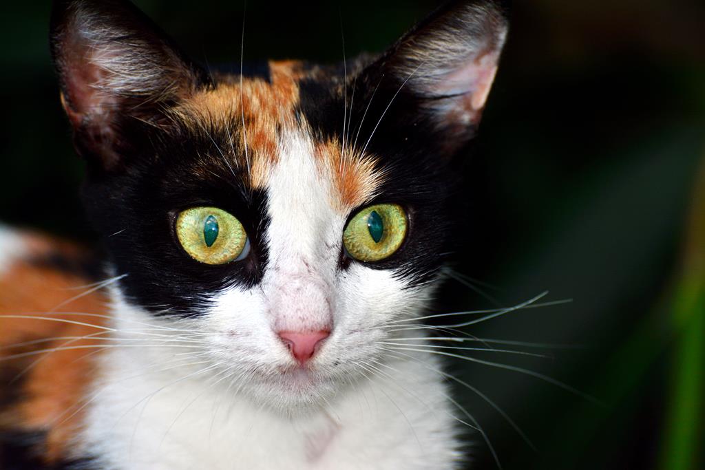 i� g�d�sel korku