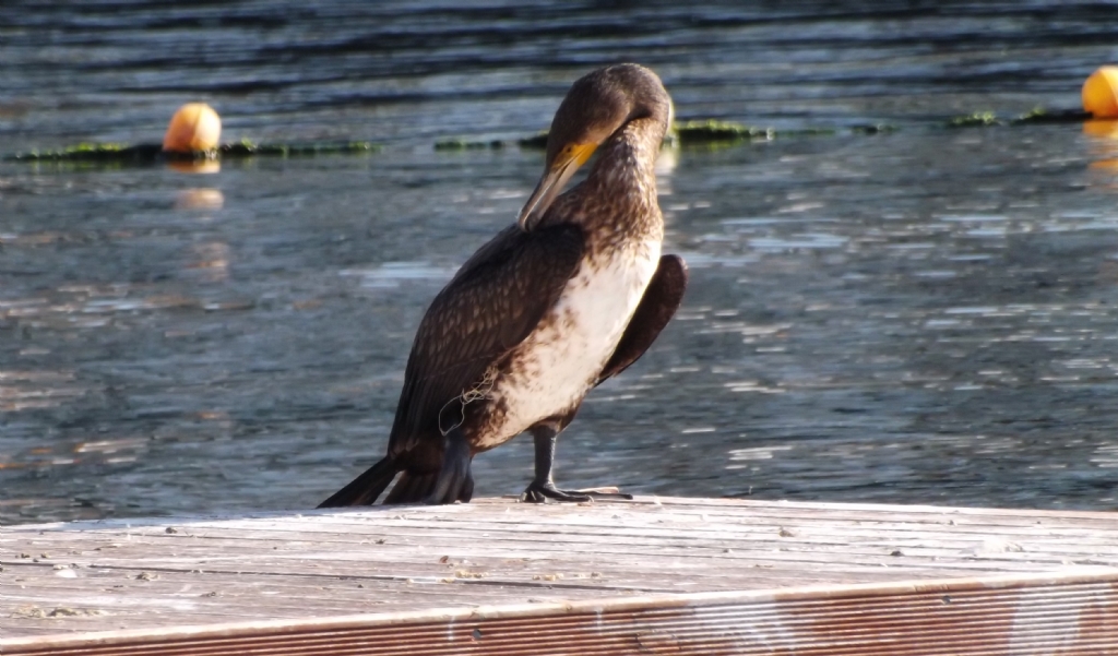 �stanbul'da ya�amak onlar i�in daha zor.