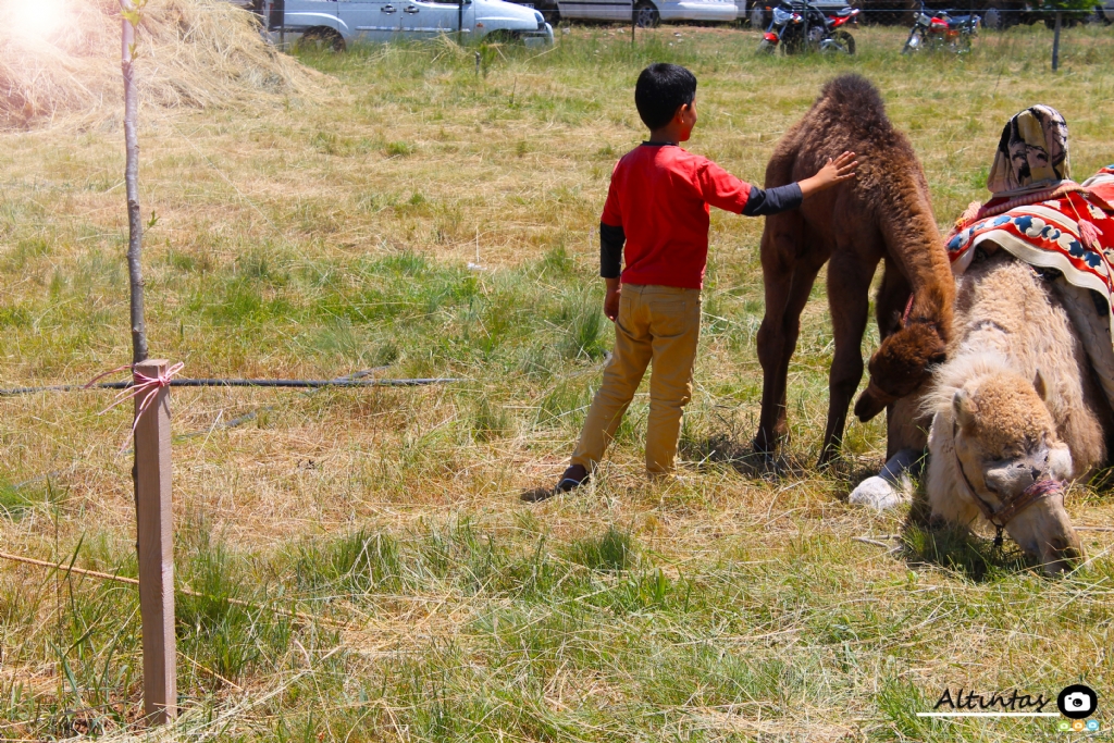 Sevgi her dilde ayndr