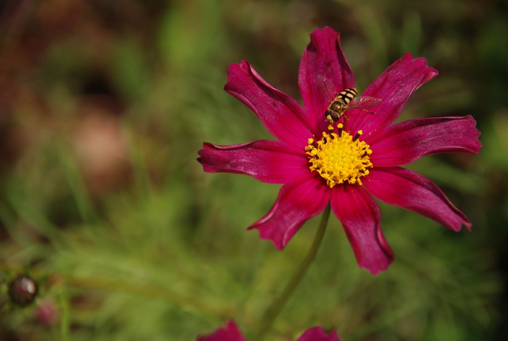 Ar�m Bal�m Pete�im....