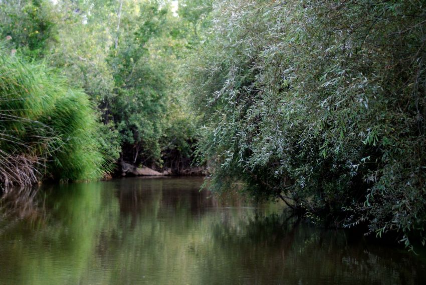 ye�illikler i�indeki d�nya