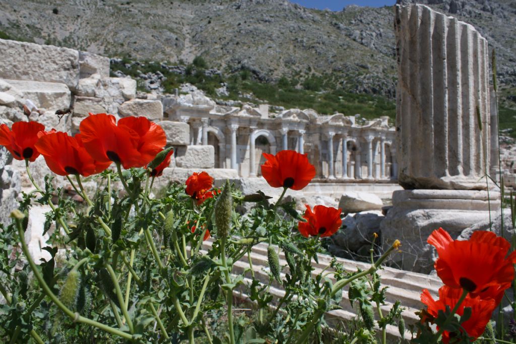 Sagalasos Gelincikleri