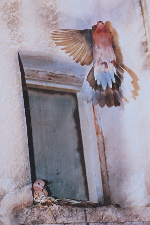 annesi yavrusuna u�may� ��retiyor