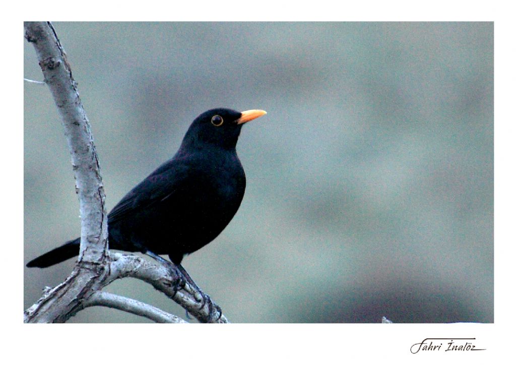 Karatavuk - Turdus merula