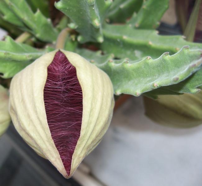 Stapelia