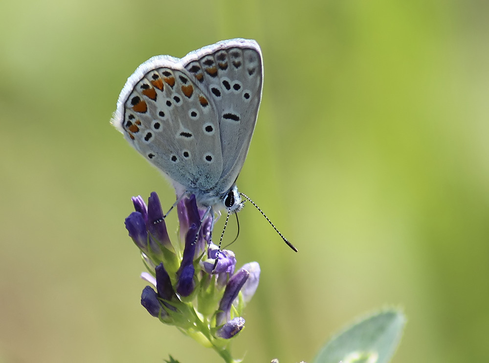 �okg�zl� Mavi...