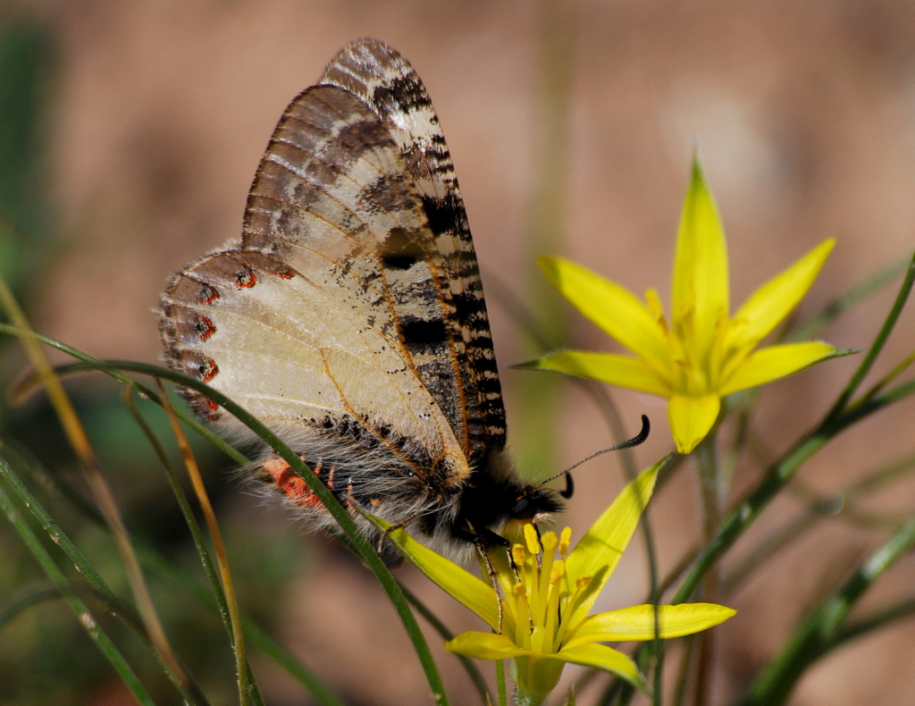 Yalanc Apollo