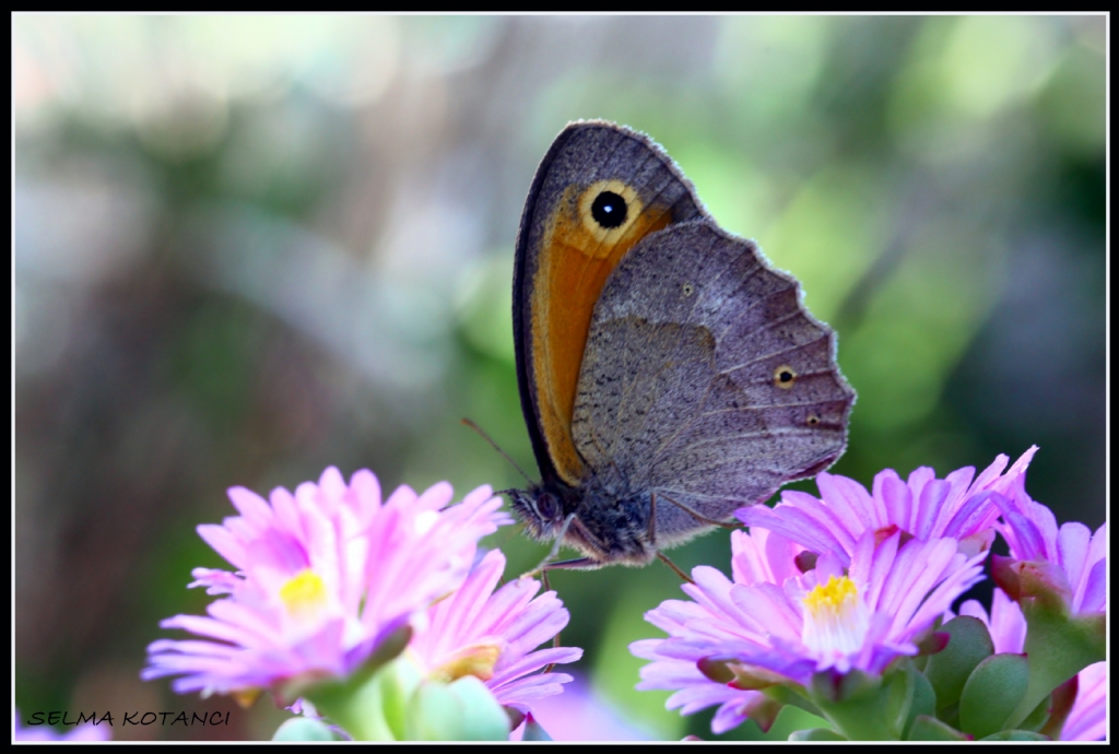 bir iekten dierine...