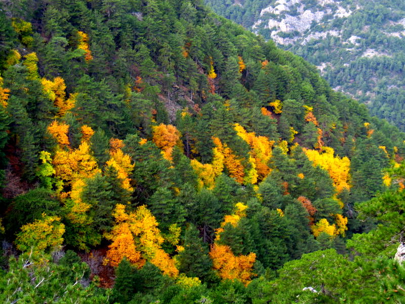 Orman iinde kestane aalar, Denizli
