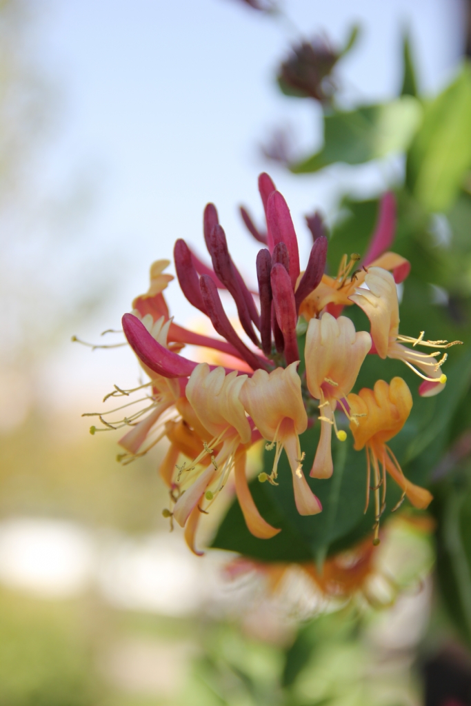 rengarenk han�meli