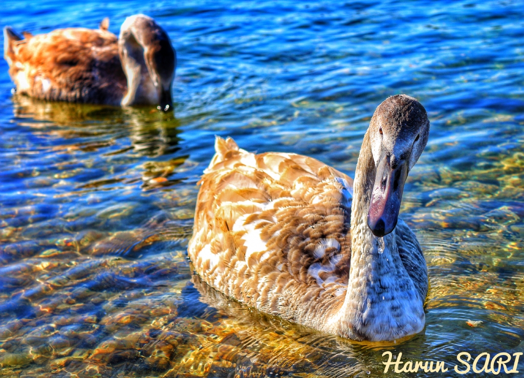 Eski�ehir Sazova Park�