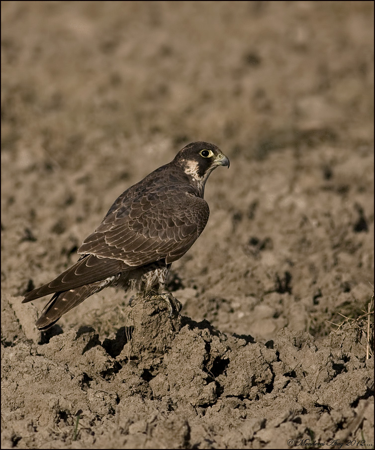 Gkdoan Peregrine falcon / Falco peregrinus