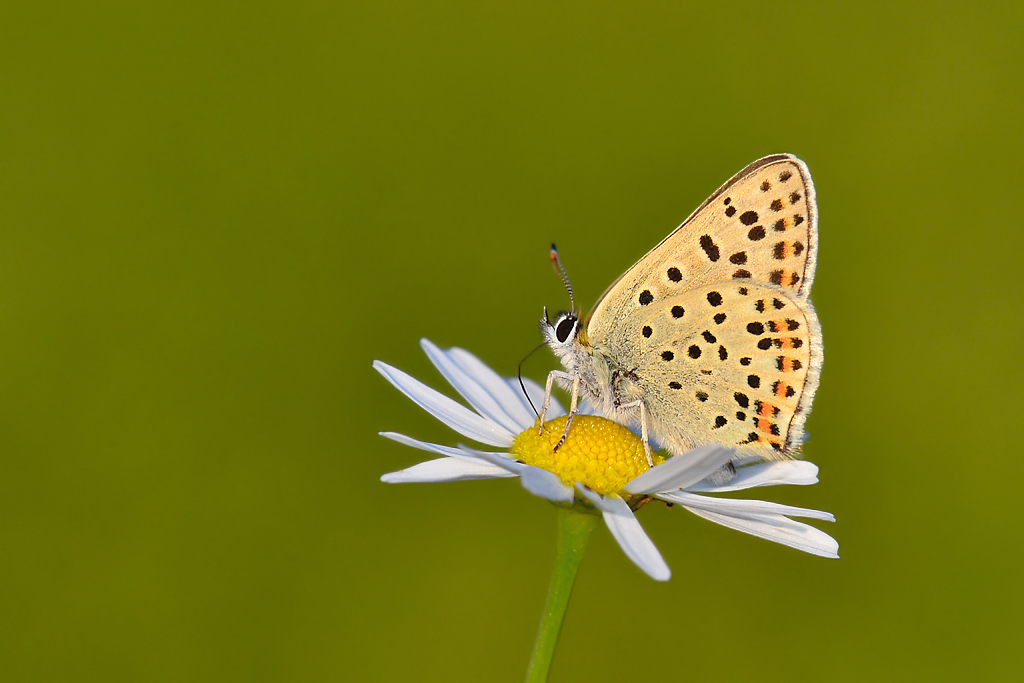 sli Bakrgzeli Lycaena tityrus