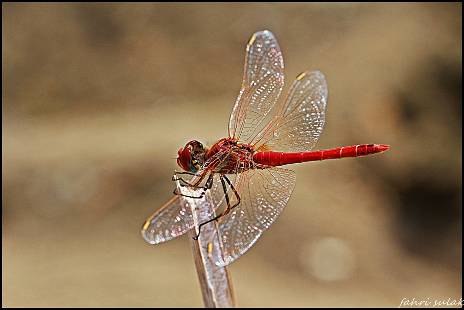 yusufuk (dragonfly)