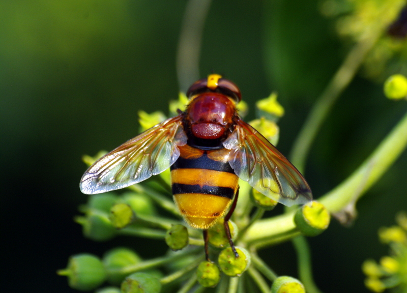 �akma e�ek ar�s�