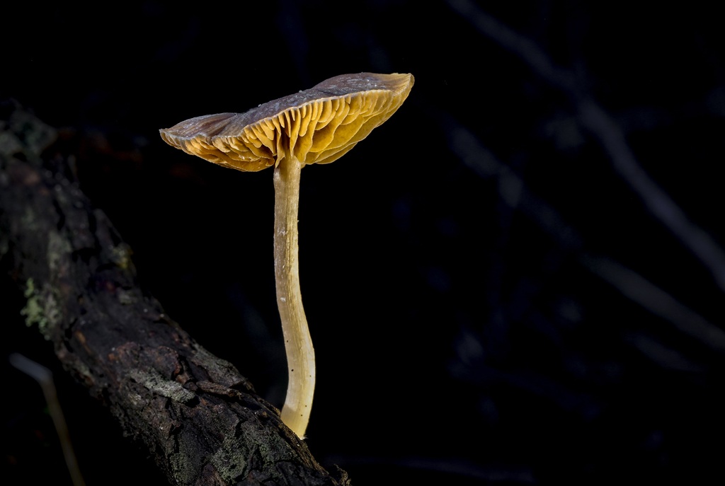 Do�an�n K���k Heykeli