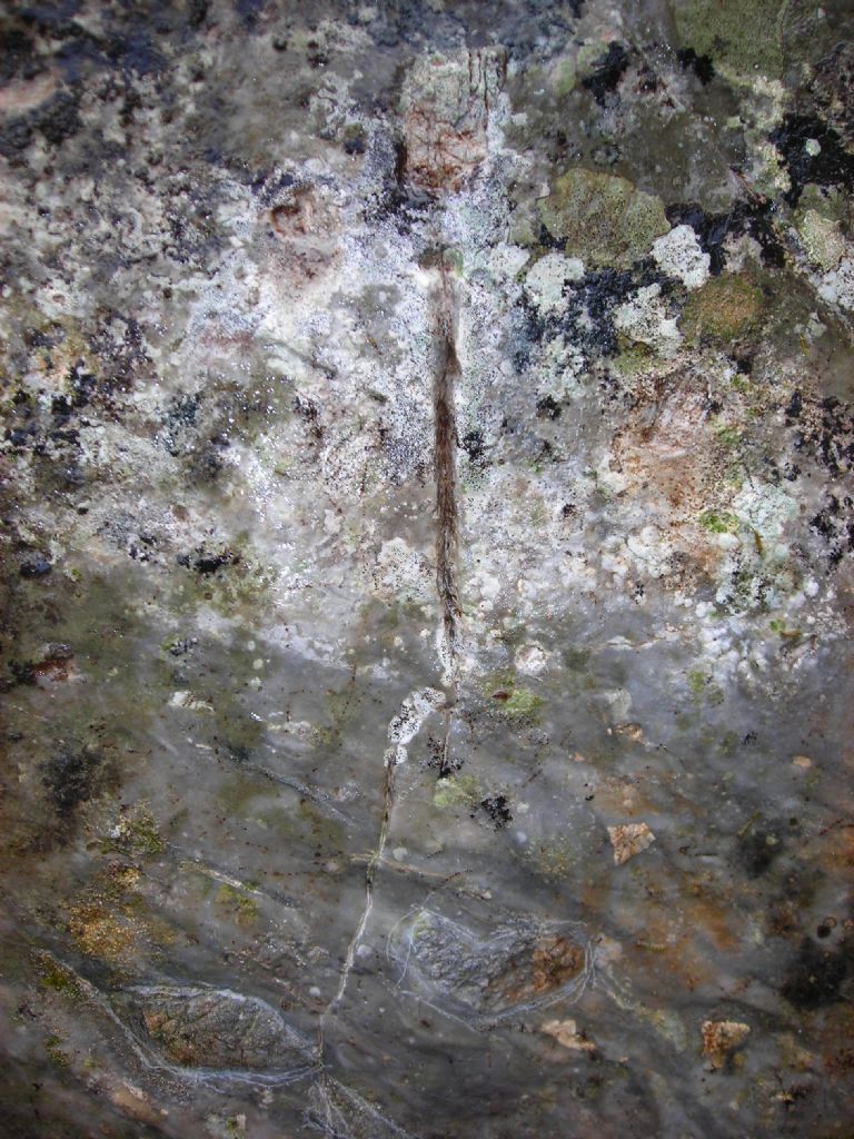 eskilerin yetenekleri