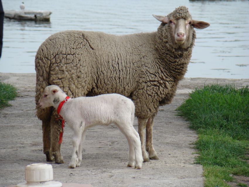 anasna bak kuzunu al