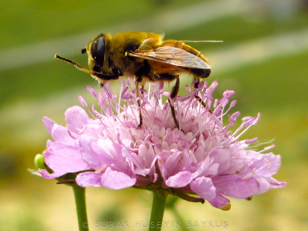 Hey buraya gelin bunda ok bal var...