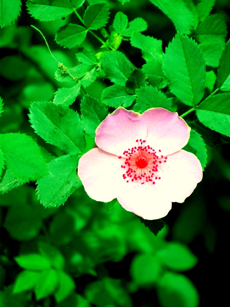 �ay�r �i�ek :)