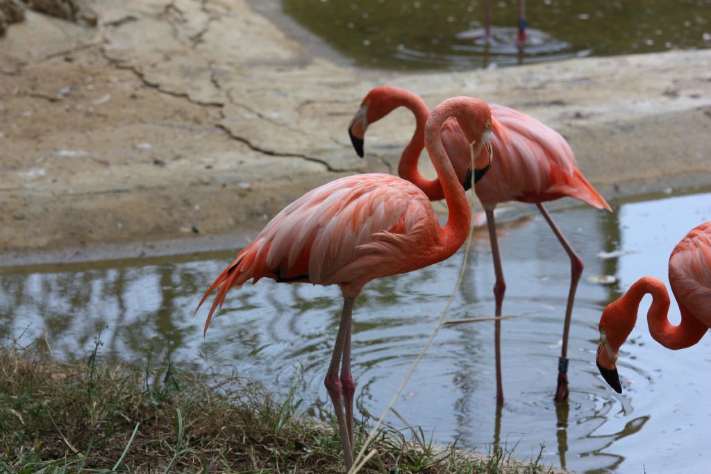 Pembe flamingolar