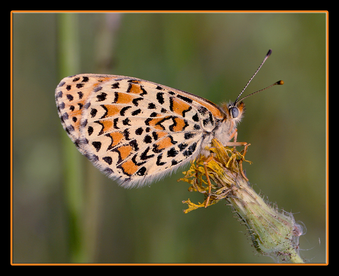 Krklareli 2011-perhan