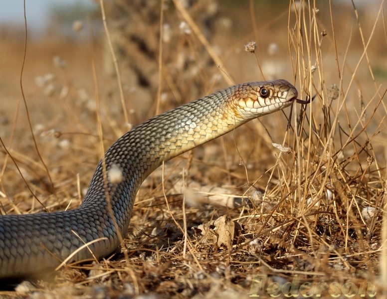 Hazer Ylan (Coluber caspius)