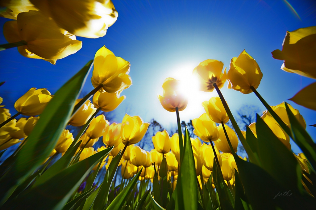 G�n�llerden g�klere uzanan sar� eller