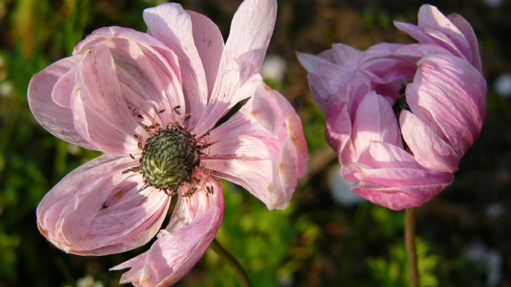 buda bir baska gzellik