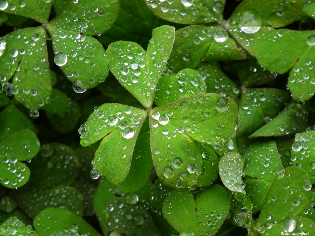 YA�MURUN Y�CEL���