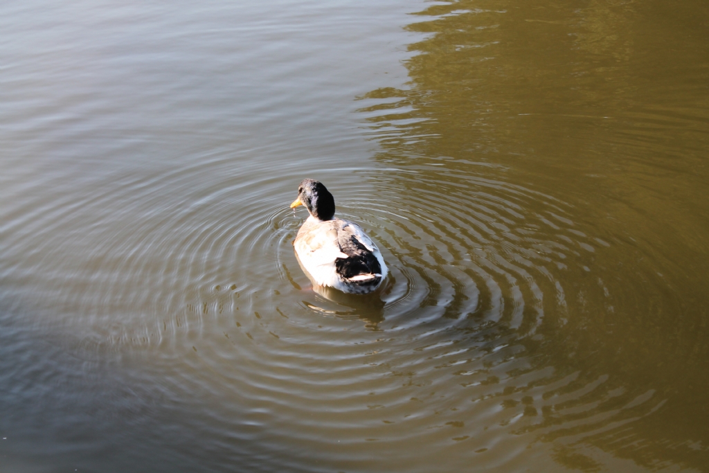 yaban �rde�i/adapazar�