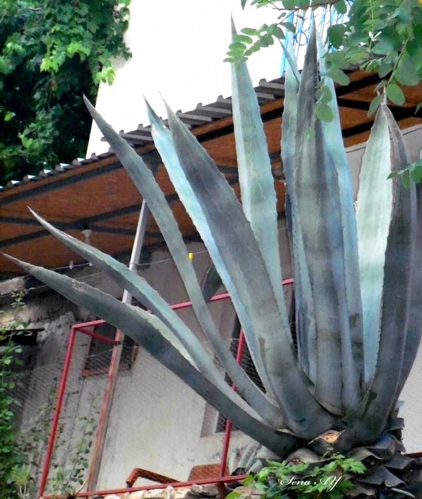 Agave Kakts