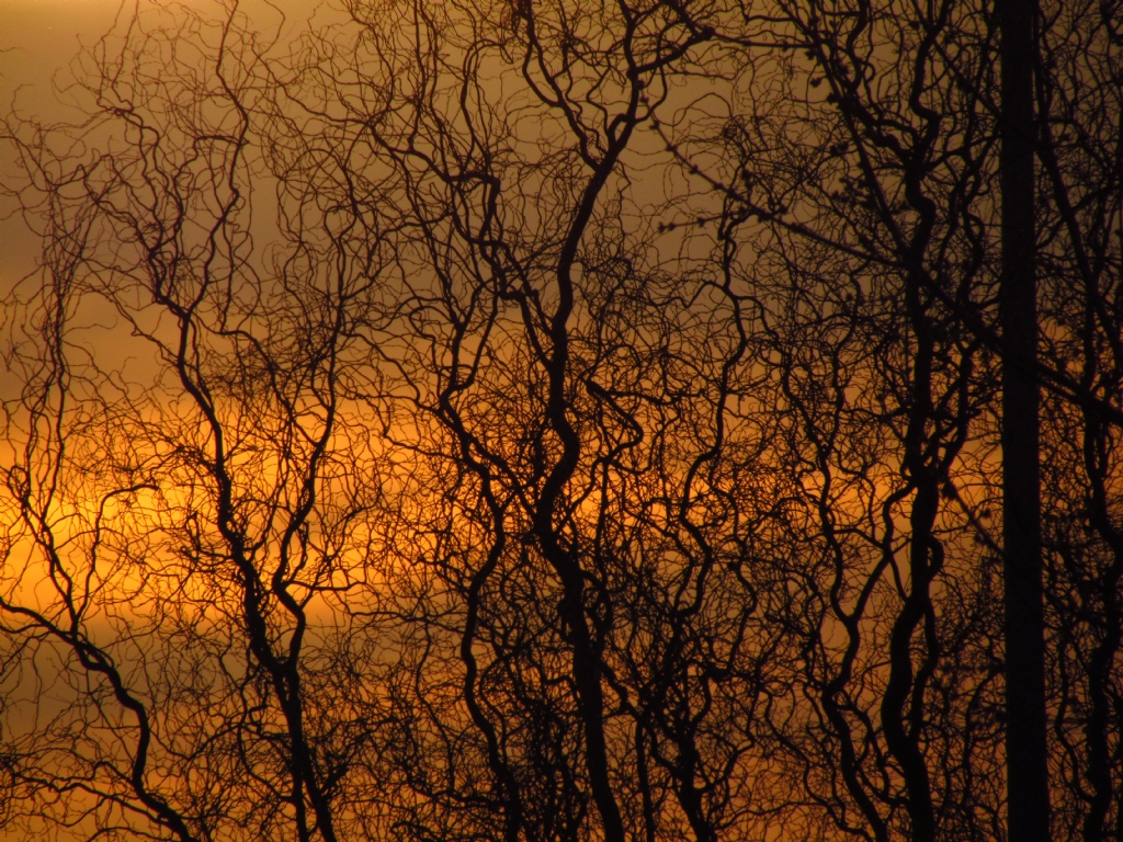 dallarn arsndan gnbatm