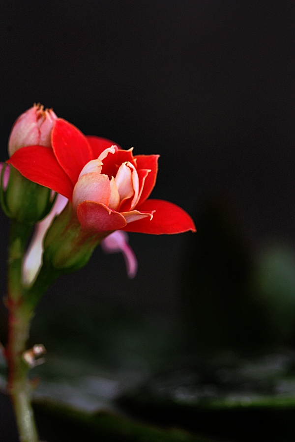 Calanchoe