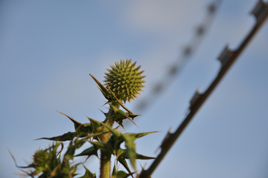 Dikenlerin iindeki diken