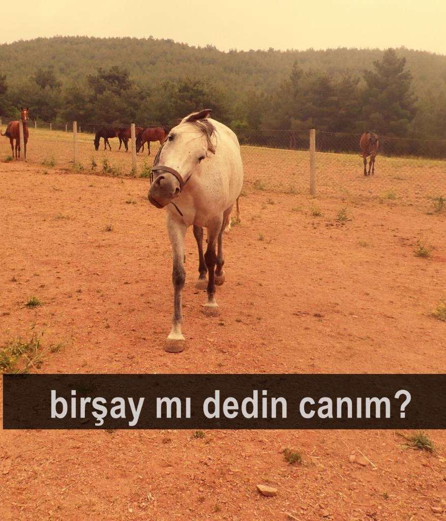 o bana m� y�neldi?