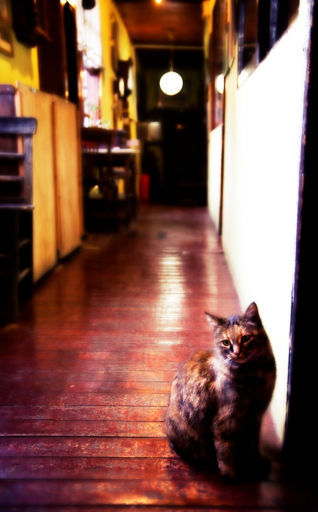 Pirin� Han'�n Kedisi