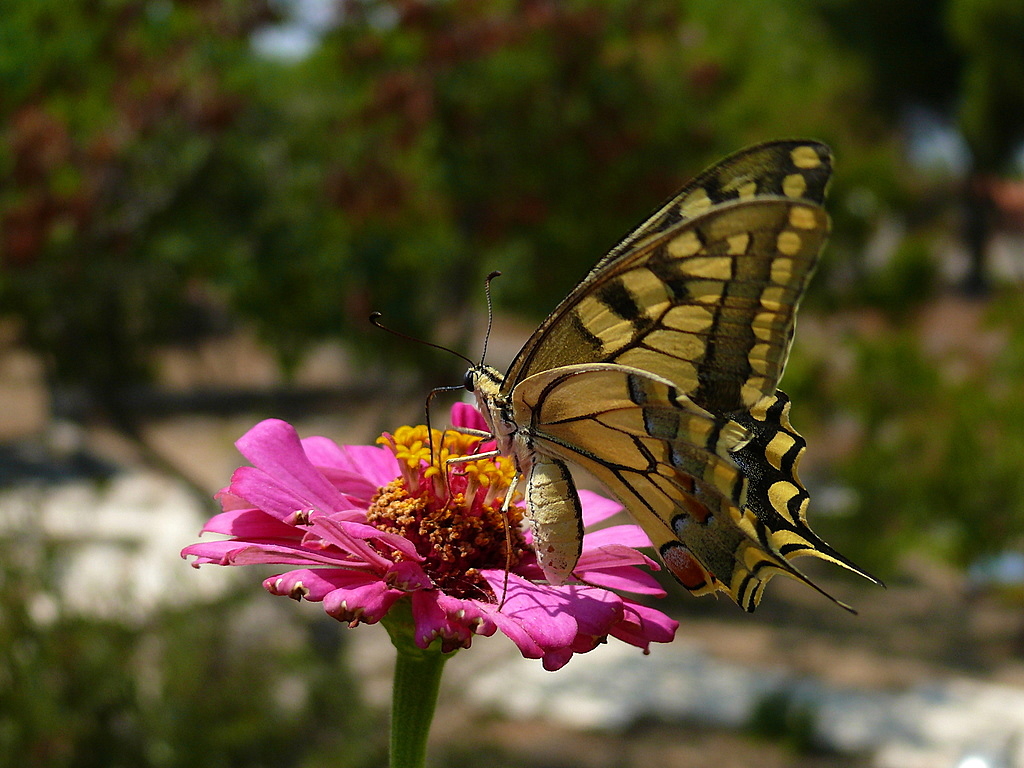 K�rlang��kuyruk