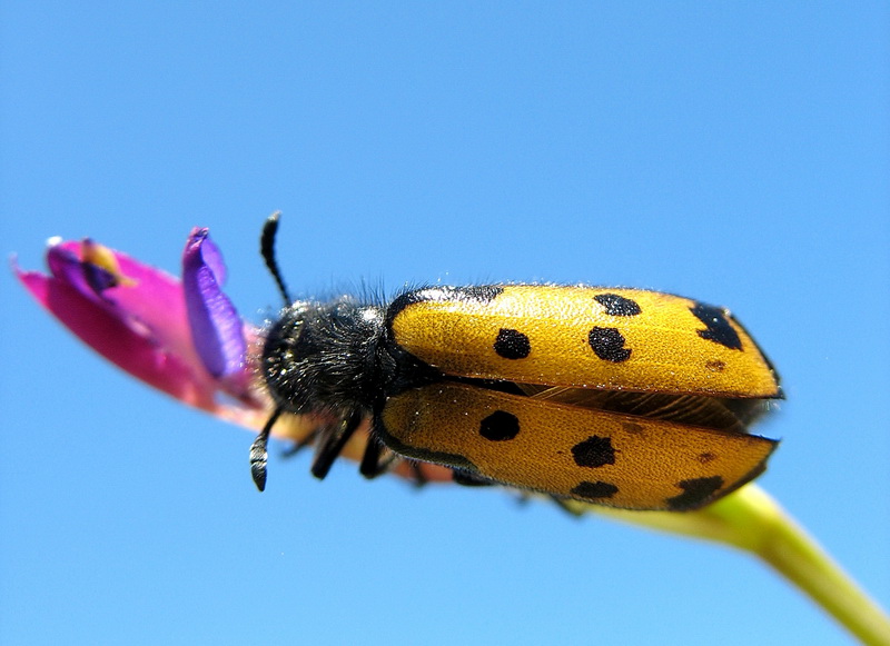 Mylabris quadripunctata